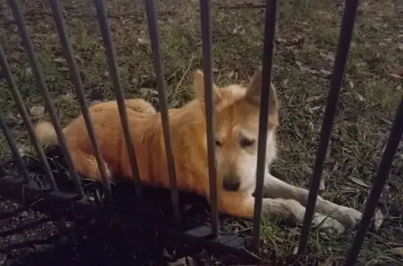 Найдена собака, Челябинск, Чел. область