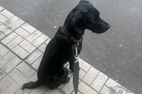 Пропала собака, ул. Ворошилова 111, Серпухов