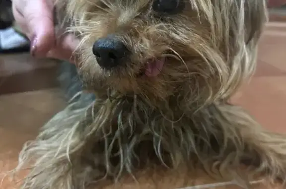 Найденные животные Тамбовская область, фото: Йорк найден: г. Тамбов, Тамбовская обл.