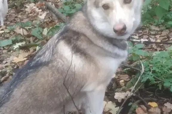 Собаки потеряшки, Московская область, фото: Потеряшка собака в Марусино, МО