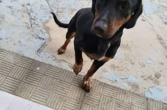 Найдена собака, Московская область, фото: Старое МО: найдена собака, черный с рыжим