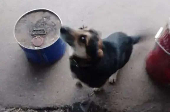 Найдена собака, Майкоп, фото: Собака найдена: ул. Шовгенова, 293, Майкоп