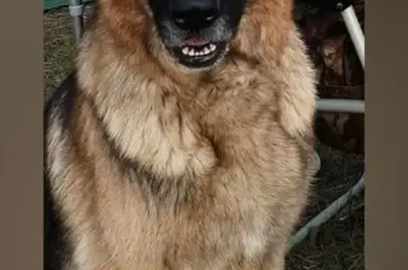 Пропала овчарка, Клязьминское СП, Владимир.