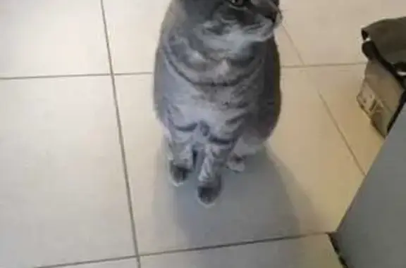 Пропала кошка, Колтушское поселение