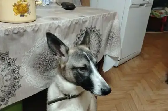 Найденные животные Ивановская область, фото: Собака найдена в Тейково, Ивановская обл.