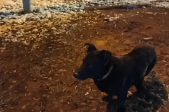 Найдена собака, Москва, фото: Собака найдена: Чонгарский бульвар, 1 к4