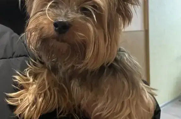 Собака найдена: ул. Рогова, 28/74, Тула