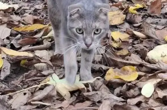 Найденные животные Новороссийск, фото: Кошка найдена на Видова 169, Новороссийск