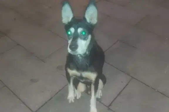 Найдена собака, , фото: Собака найдена у драмтеатра, Липецк