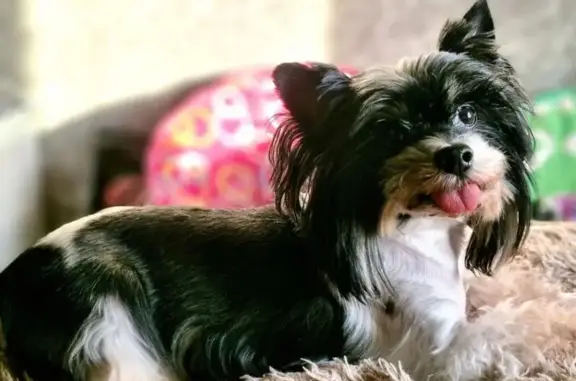 Собаки потеряшки, , фото: Потеряшка собака в Скандинавской деревне