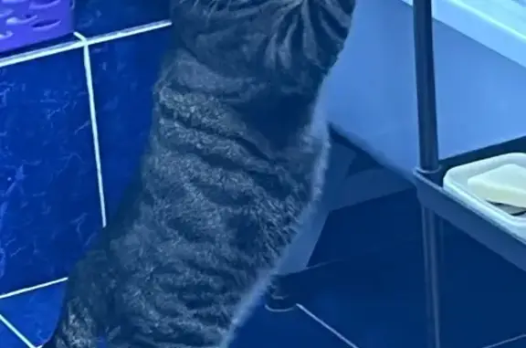 Кошки потеряшки, Астана, фото: Потеряшка кошка, пр. Әл-Фараби, Астана