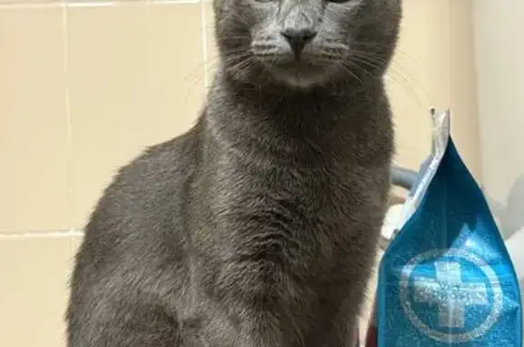 Кошки потеряшки, Тольятти, фото: Потеряшка кошка, ул. Горького 37, Тольятти