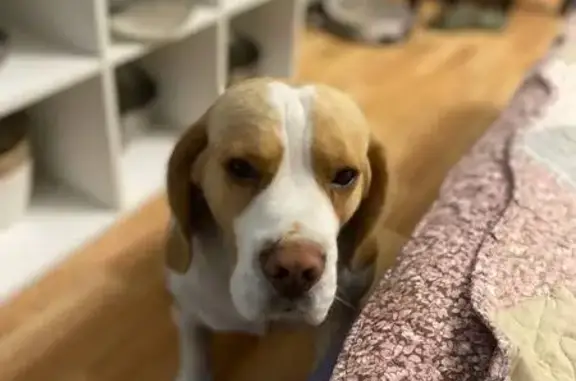 Пропала собака, Ярково, Тюменская обл.