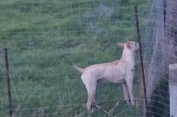 Найдена собака, , фото: Собака найдена, Краснодарский край