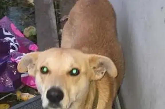 Найдена собака, Саратовская область, фото: Саратов, Иволгино: найдена собака