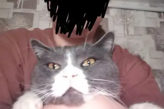 Кошки потеряшки, Курганинск, фото: Потеряшка кошка, Полевая 20, Курганинск