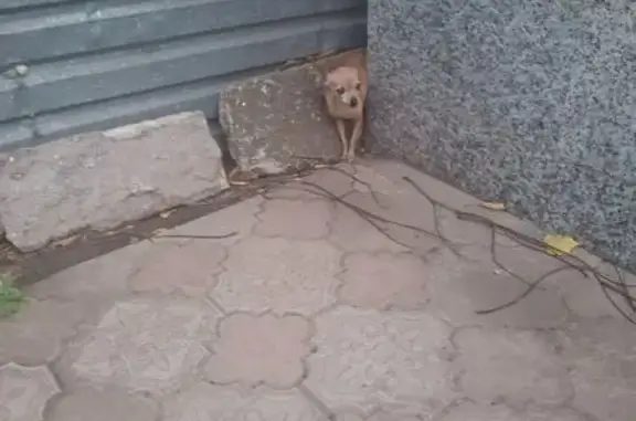 Найдена собака, Евпатория, фото: Найдена собака, ул. 60-летия Октября, 18А