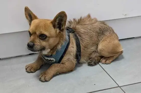 Найдена собака, , фото: Найден пёс, Ленинская ул., МО