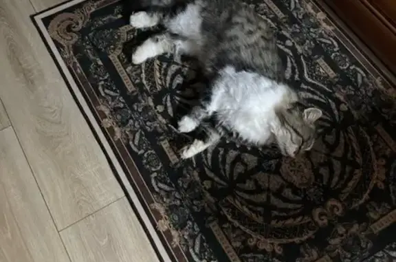 Найдена кошка, Парковское, фото: Кошка найдена: ст. Алексеевская, 