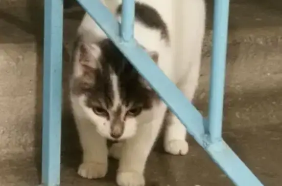 Найденные животные Курган, фото: Кошка найдена, ул. Володарского, 99, Курган