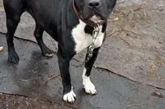 Найденные животные , фото: Собака найдена: Школьный пер., 26