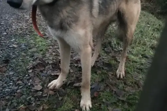 Найдена собака, Московская область, фото: Собака найдена в СНТ Стремиловское МО