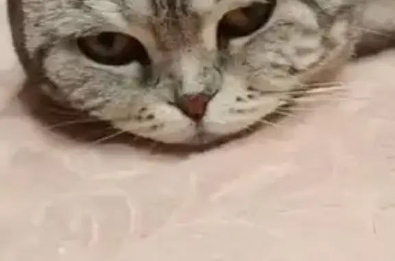 Пропала кошка Лулу, Миллерово, Ростовская обл.