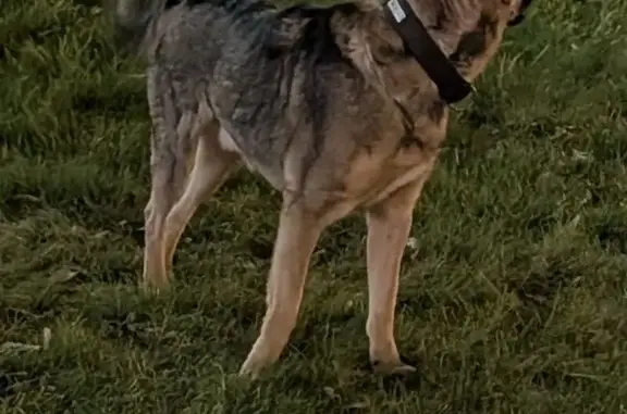 Найдена собака, Москва, фото: Собака найдена у МЧС, Варшавское шоссе, 40