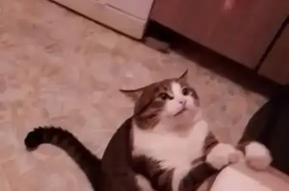 Пропала кошка, ул. Достоевского 3, Самара