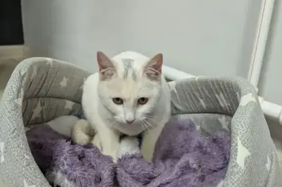 Найдена кошка, Альметьевск, фото: Кошка найдена: ул. Ленина, 95, Альметьевск