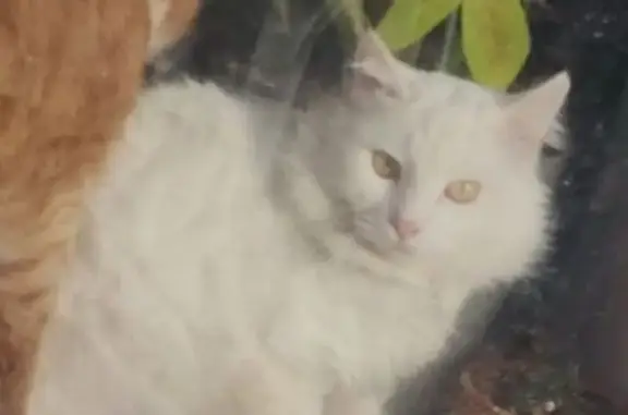 Пропала кошка на Сормовской, 136, Ростов-на-Дону