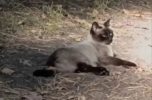 Кошки потеряшки, Самарская область, фото: Потеряшка кошка в лесу, г.о. Тольятти