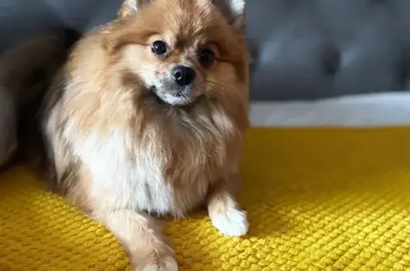 Пропала собака, пр. Циолковского, Дзержинск