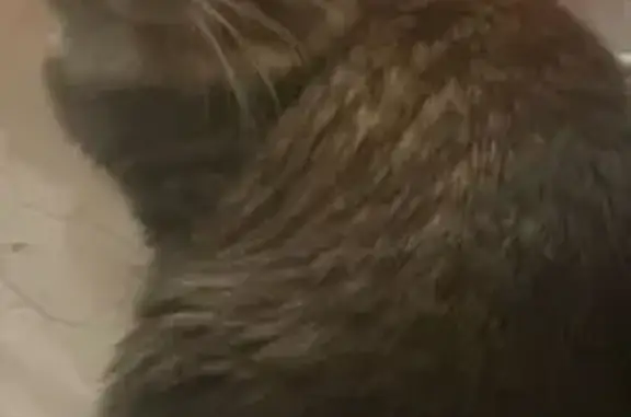 Пропала кошка на Рабочей, 51, Ветлужский