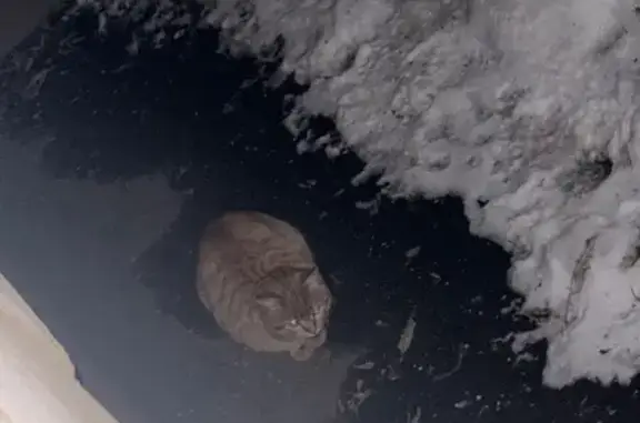 Найдена кошка, Томск, фото: Кошка на улице Кулагина, Томск