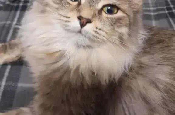 Кошки потеряшки, Пермь, фото: Потеряшка кошка, Пушкарская 65, Пермь