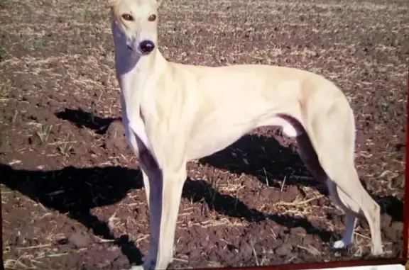 Пропал грейхаунд в Морозово, Белгородская область