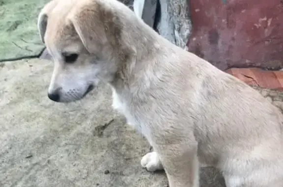 Найдена собака, Брянск, фото: Щенок найден в Карачижском переулке, Брянск