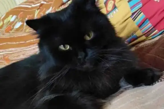 Пропала черная кошка, Хрустальная 15