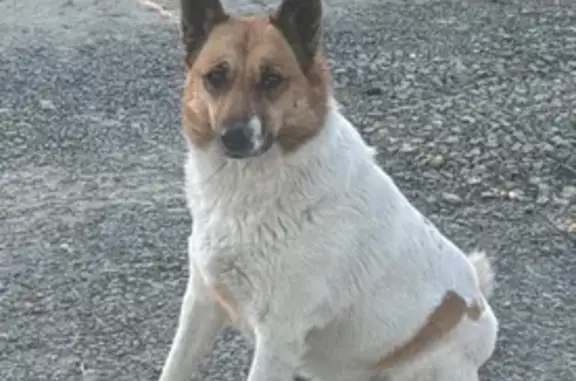 Пропала лайка, 2-я Новосибирская, Екатеринбург