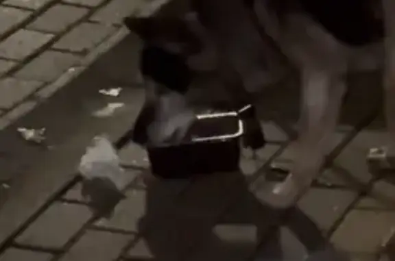 Найдена собака, Белгород, фото: Найдена собака, ул. Костюкова 34, Белгород