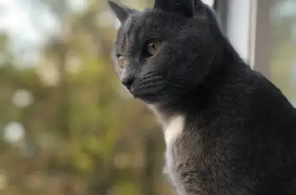 Кошки потеряшки, Минеральные Воды, фото: Потеряшка кошка, ул. 50 лет Октября, 28