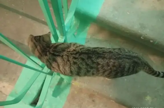 Найдена кошка, Ноябрьск, фото: Кошка найдена, ул. Изыскателей 13Б, Ноябрьск