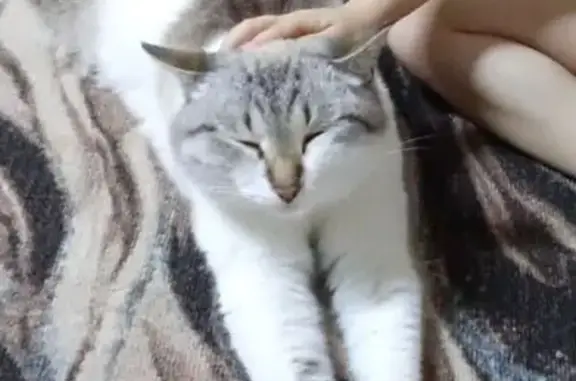 Пропала кошка, ул. Ленина, Алапаевск