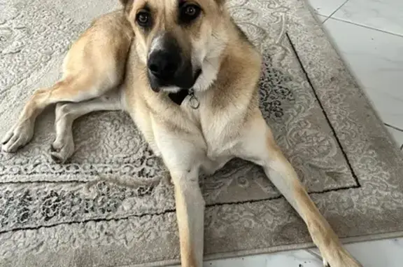 Пропала собака, Свердловская обл.