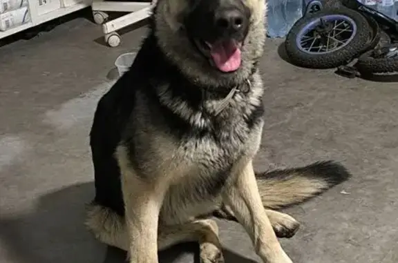 Найдена собака, Чебоксары, фото: Собака найдена: аллея Поколений, Чебоксары