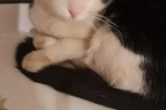 Найдена кошка, Балаково, фото: Кот найден: Братьев Захаровых, 93, Балаково