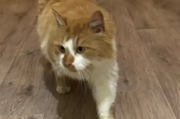 Найдена кошка, Нижний Новгород, фото: Кошка найдена: Лысогорская, 89 к2, НН