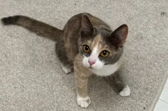 Кошки потеряшки, Ставрополь, фото: Потеряшка кошка, ул. Западный обход, 58В