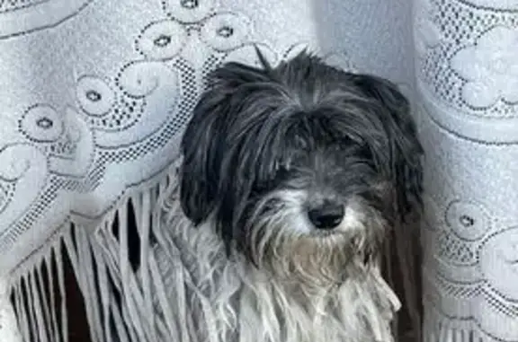 Найдена собака, Казань, фото: Пропала собака, ул. Карамзина, 12, Казань